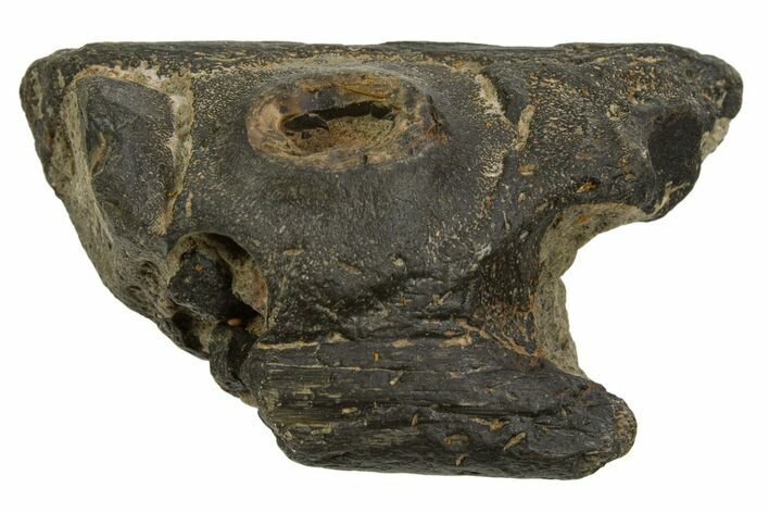 Fossil Mosasaur Jaw Section - Texas #316342